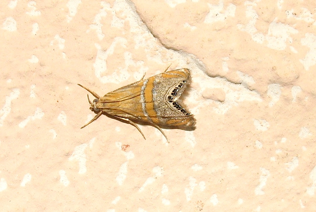 Identificazione falena 32